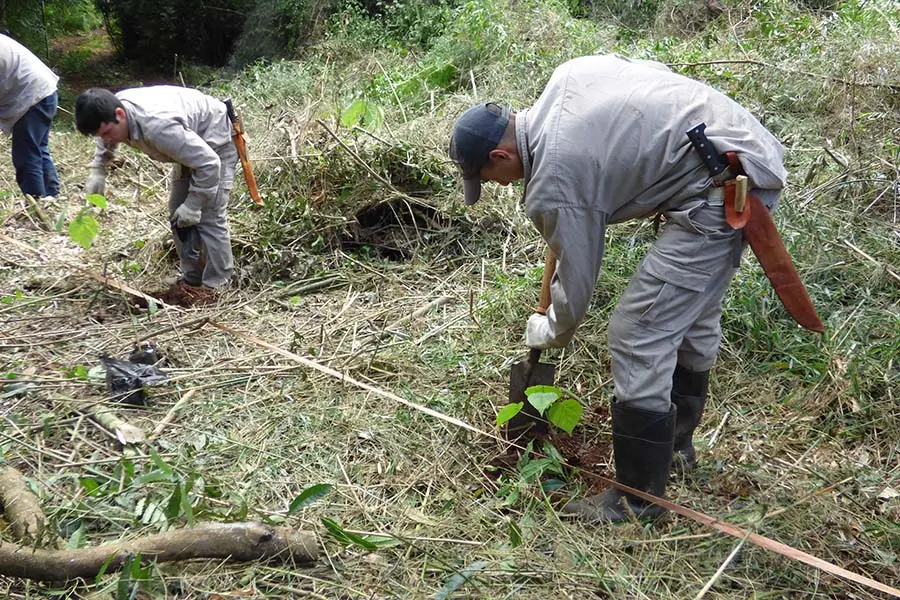 Forestaciones de Concept Nature en Misiones, Argentina