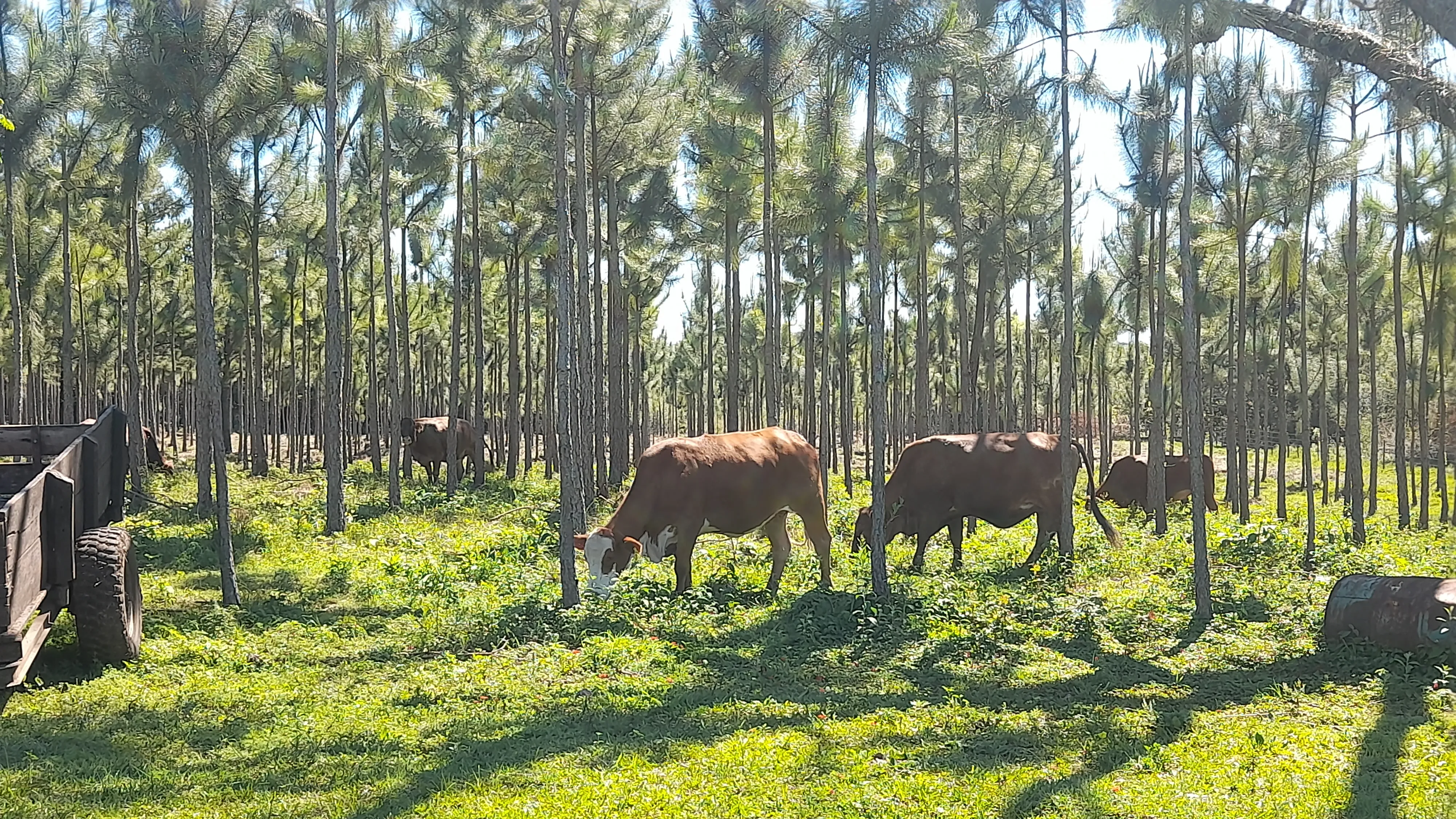 Ganadería Silvopastoril, Concept Nature Misiones